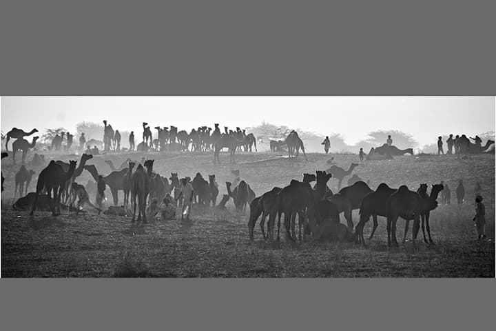 Camel silhouettes on a hazy ridge