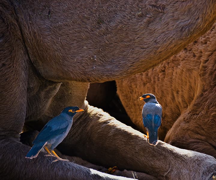 Myna birds perched on resting camels