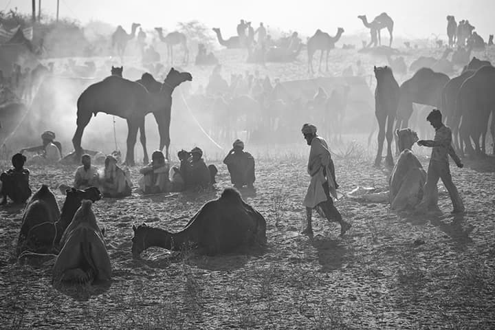 Camp in backlit dust at the Pushkar fair