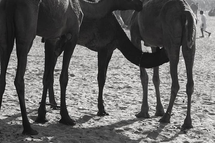 Camel legs with nursing calf