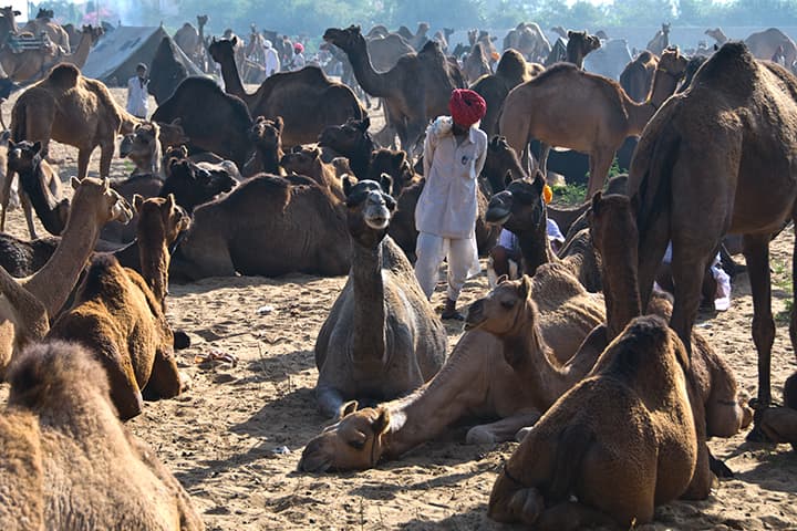 Red-turbaned herder amid a sea of camels