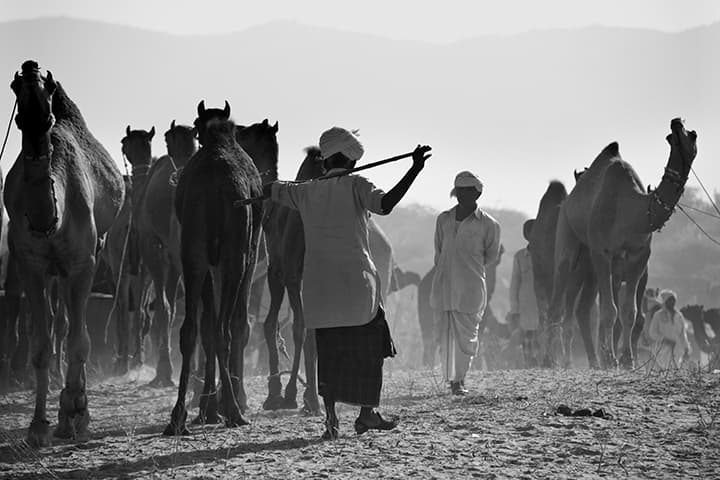 Herder driving camels through backlit dust